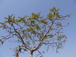 La Boswellia